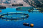 Knowledge-based companies enter the field of fish farming in cages