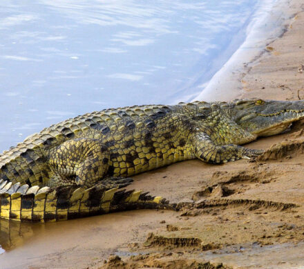 It is legal to breed non-native crocodiles for their skin and meat